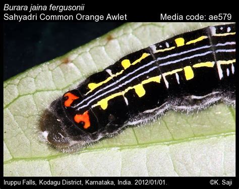 Burara jaina | Butterfly