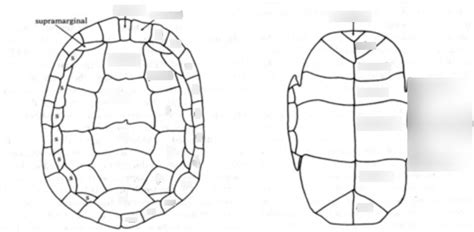 Image result for Turtle Shell Scutes