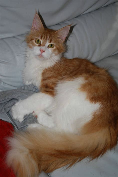 Maine Coons of Holmes Beach in Aldenhoven | Tiere | Kleinanzeigen