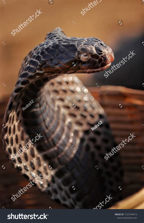 Unveiling the Enchanting Cultures That Revere Serpents