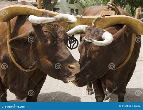 Ox adn Yoke stock image. Image of teamwork, pair, couple - 3157543