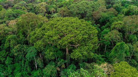 Rainforest Trees Names And Facts