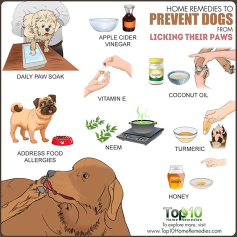dog allergies paws red