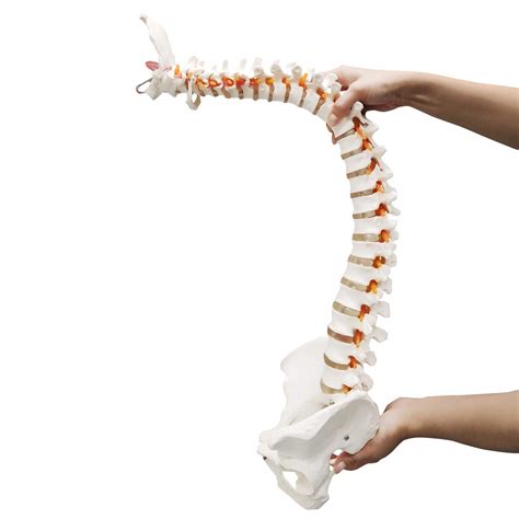 Buy Ultrassist Life Size Human Spine Model, 34" Flexible Spinal Cord ...