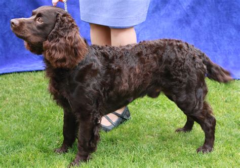 American Water Spaniel - Hunting Dog Breed