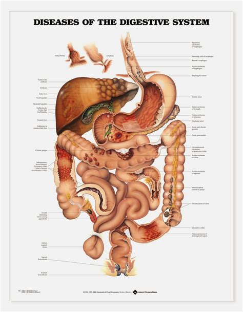 Digestive System 的图像结果