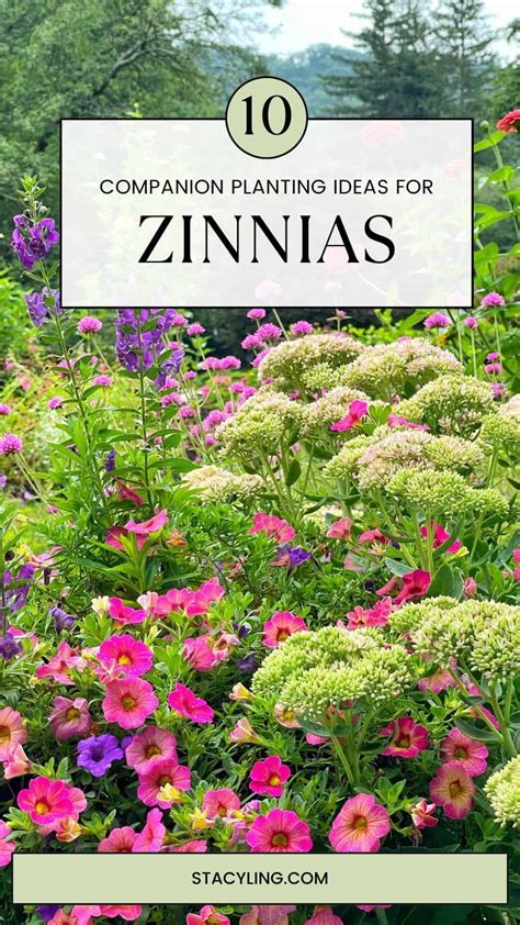 Best Companion Plants For Zinnias: A Planting Guide