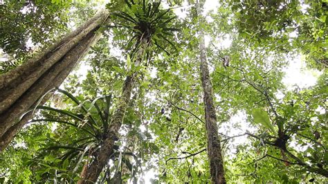 Rainforest 的图像结果