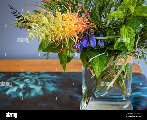 Closeup bunch of Australian Native orange and yellow Grevillea flowers ...