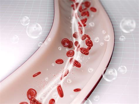 Image result for Pattern of Blood Circulation