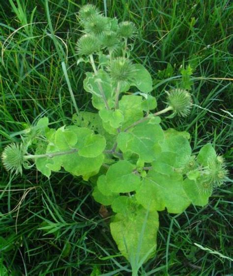 Bildergebnis für Kletten