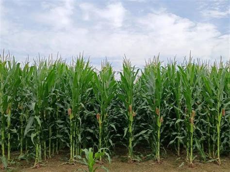盐碱地改良种植小麦、玉米要成功需要考虑哪些问题？