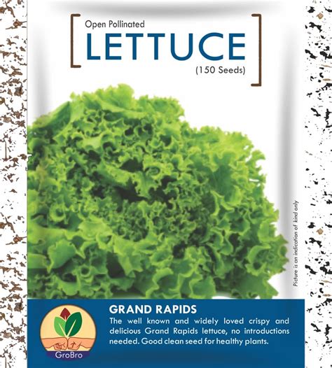 GroBro Lettuce Grand Rapids - 2 Pack (2x150 seed) - Healthy Clean ...