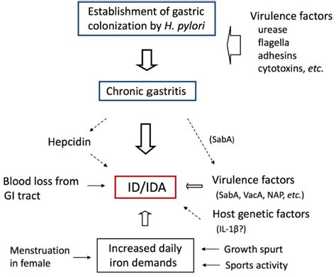 Helicobacter pylori-Associated Iron Deficiency Anemia in Childhood and ...