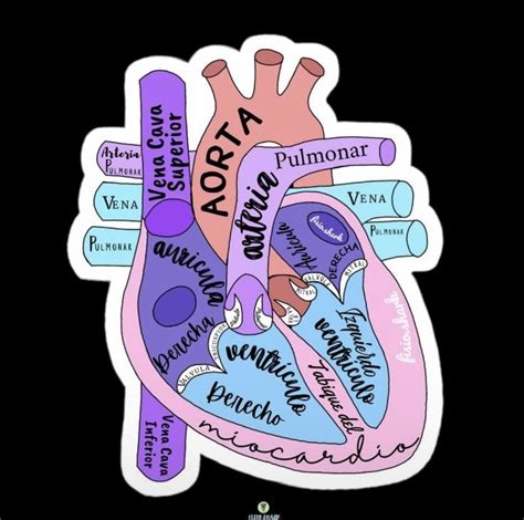 Medicine Notes, Vet Medicine, Medicine Studies, Nurse Study Notes, Nursing Study, Studying ...