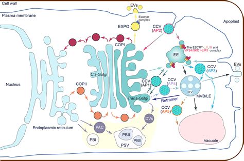 Frontiers | Vesicle trafficking in rice: too little is known