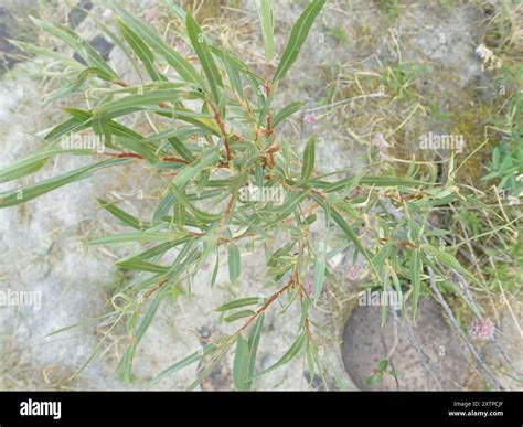 interior sandbar willow (Salix interior) Plantae Stock Photo - Alamy