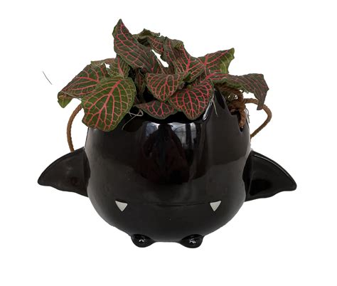 Fang von Batula Halloween Planter and House Plant -4" Hangable Black ...