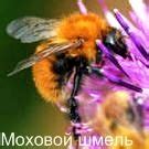 НАСЕКОМЫЕ Удмуртии: пчелы, шмели. Красная книга Удмуртии.