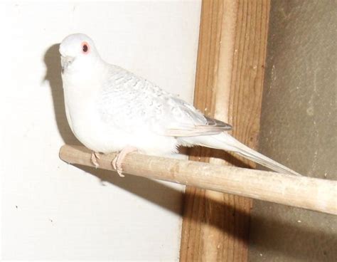 Voegel Kleinanzeigen | Voegel Annoncen | Voegel Inserate | Voegel ...