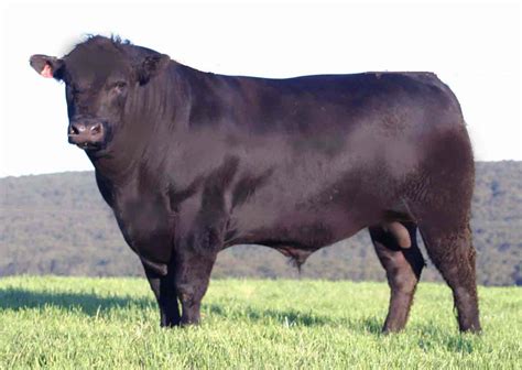Semper Grazing Ranch: Beef Cattle