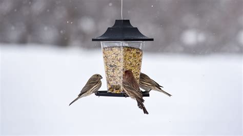 Four Steps to Maintain Bird Feeders in Winter