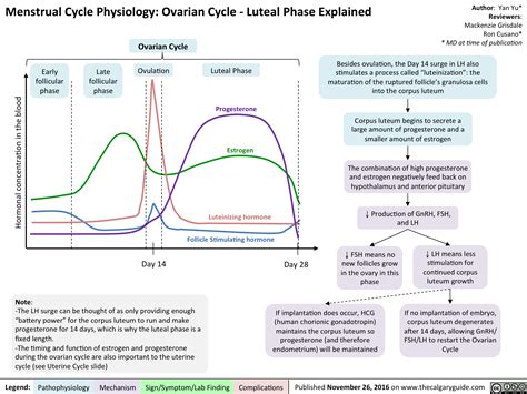 Menstrual Cycle Physiology: Ovarian Cycle – Luteal Phase Explained ...