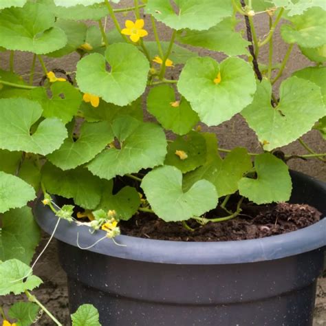 Growing Cucumbers In Containers - 3 Simple Tips To Big Success!