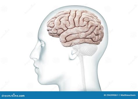 Image result for Human Brain Cortex