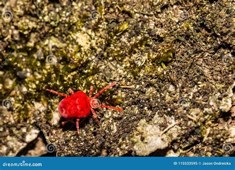 Red Velvet Mite Trombidium Holosericeum Stock Image - Image of ...