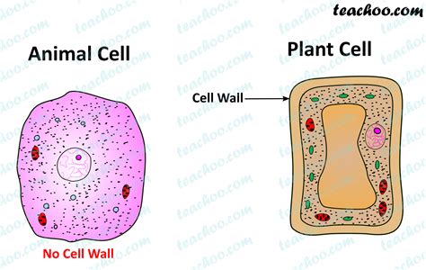 Plant Cell PNG
