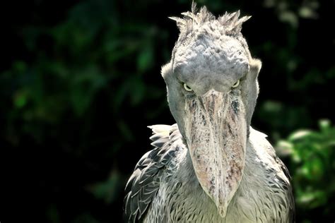 ‘The Most Terrifying Bird in the World’: Shoebill Stork Stands Up to ...