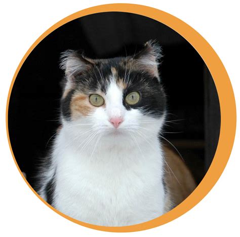 Working Cat Program - Oshkosh Area Humane Society