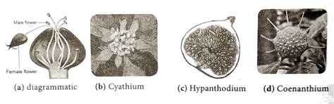 Describe special inflorescence with example.