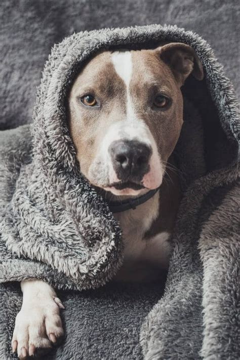 Common Dog Problems 的图像结果