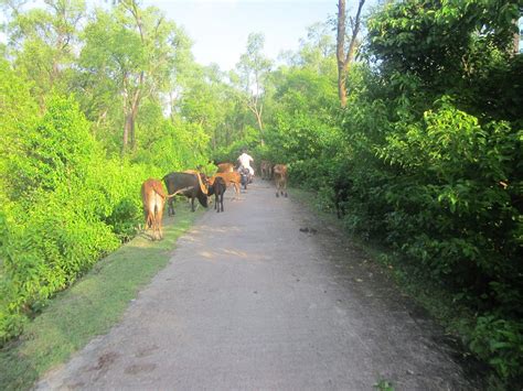 GOLPATA ECO TOURS (2026) All You Need to Know BEFORE You Go (with ...