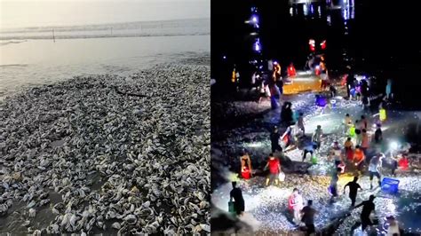 地震的预兆吗？广东海滩突现大量生蚝，当地回应：来路不明不要吃 - 哔哩哔哩