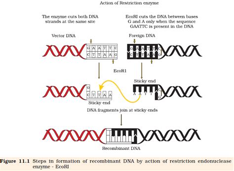 Image result for Animation PCR Reverse Transcriptase