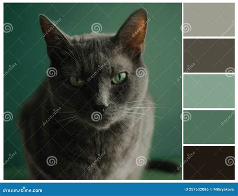 Paleta De Color Verde Esmeralda. Combinaciones De Colores Armoniosas ...