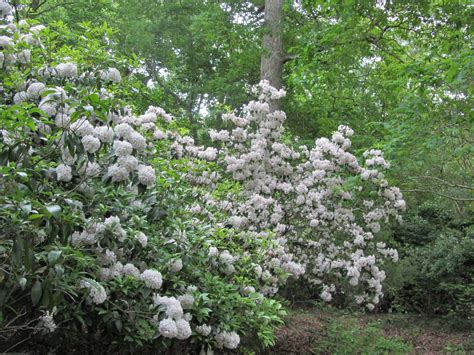 Kalmia Latifolia Form