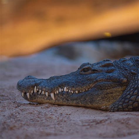 Crocodile Dream Meaning Evangelist Joshua at Conrad Martinez blog