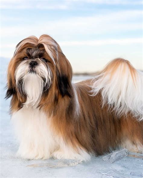 20 Shih Tzu Colors and Markings Explained