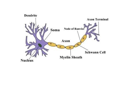 Given below is a diagram showing the structure of a neuron tissue ...