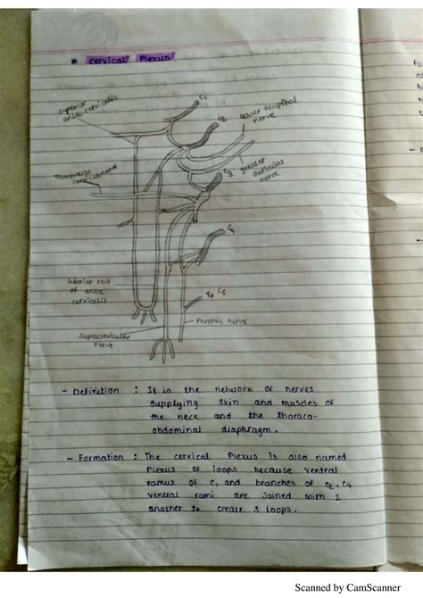 Anatomy notes on cervical plexus, Lumbar plexus, Brachial plexus ...