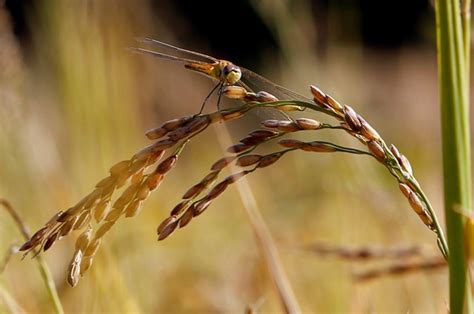 Chingam 1 2016: Significance, messages, wishes, greetings to be shared ...