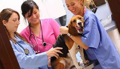 How to Become a Veterinary Doctor/ Veterinarian - Courses, Exam ...