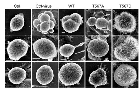 Scanning Electron Microscope Cell 的图像结果