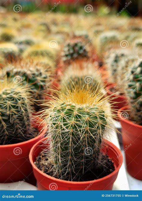 Vertical Closeup Shot of Golden Barrel Cacti (Echinocactus Grusonii) in ...