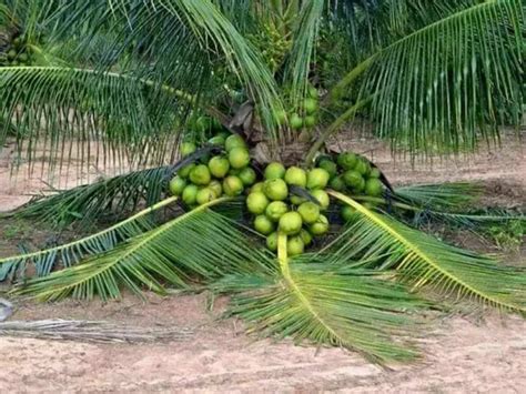 DREAM PLANT Vietnam Hybrid Coconut Plant (Pack Of 1) Price in India ...