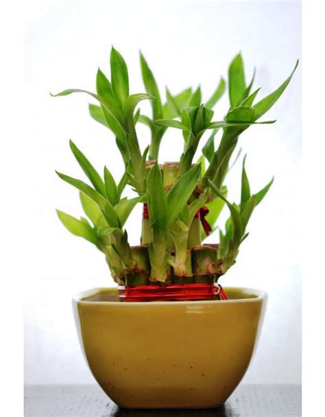 2 Layer Lucky Bamboo With Small Ceramic Pot | Chhajed Garden ...
